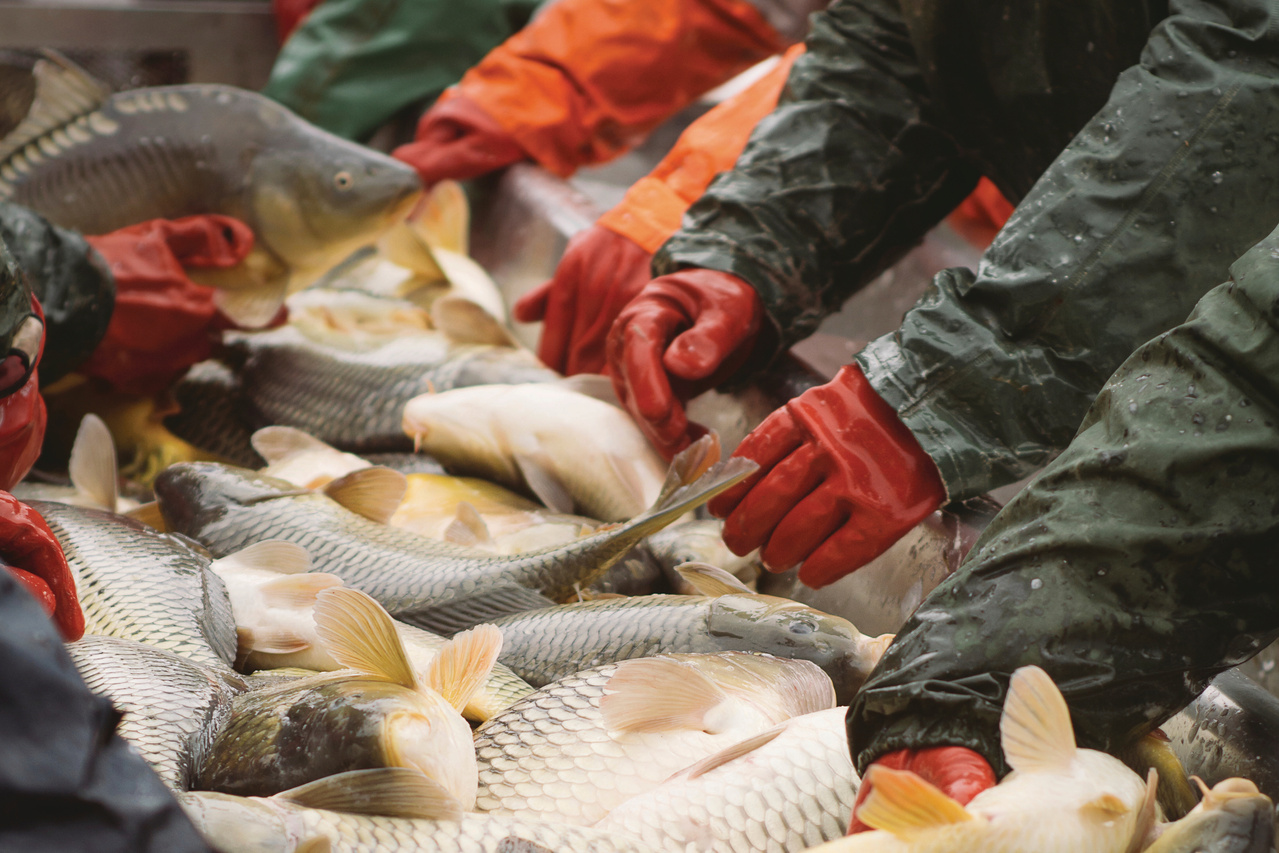 COMMERCIAL FISHING OPERATION, ISLAND SEAFOOD MARKET 