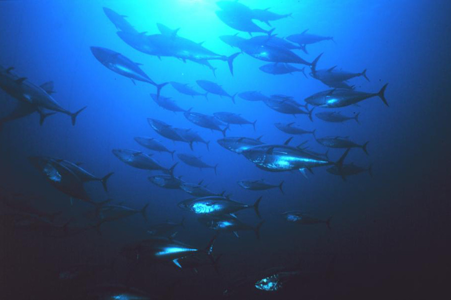 Late Season Tuna: Bluefins for the Holidays - The Fisherman
