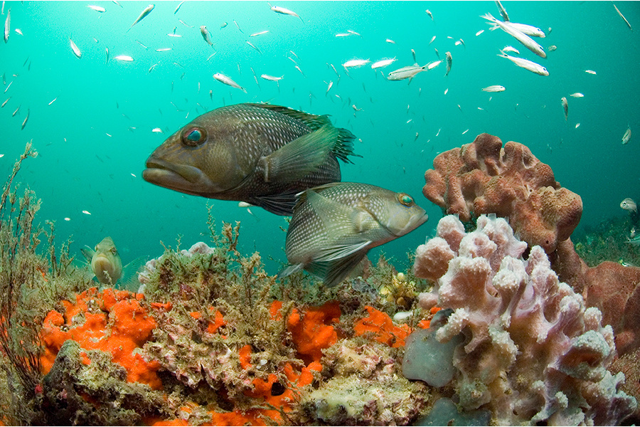 Black Sea Bass Details - CT Fish Finder