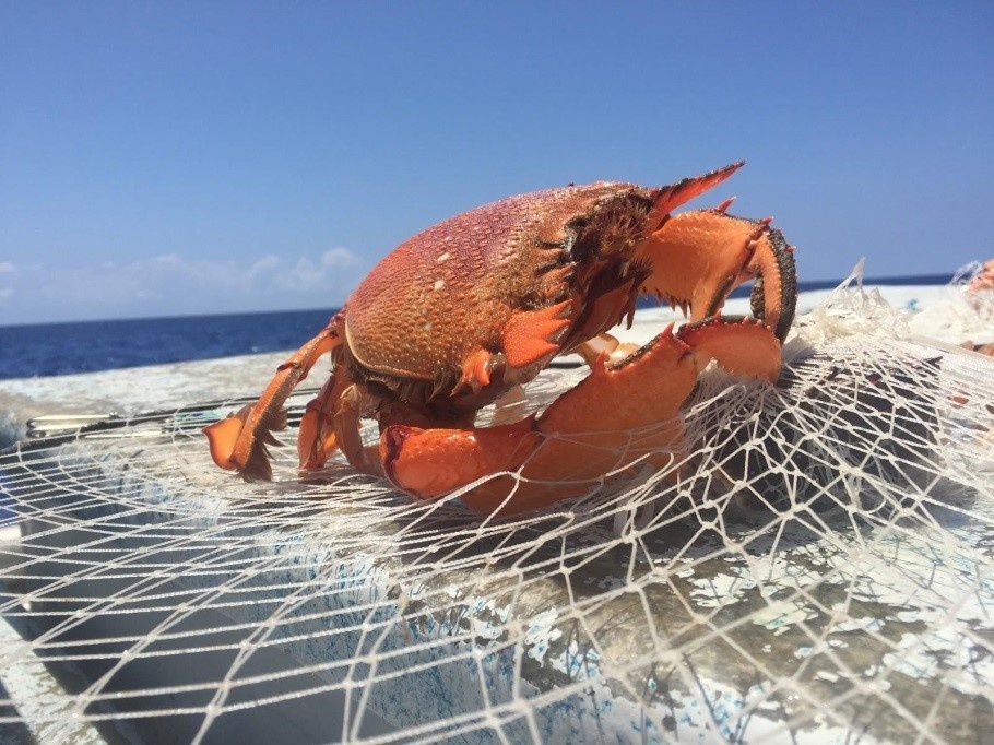 2018 Benchmark Stock Assessment of Main Hawaiian Islands Kona Crab