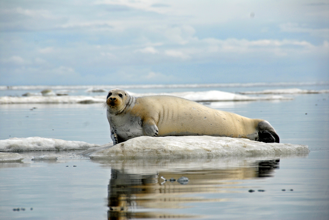 Bearded Seal  NOAA Fisheries