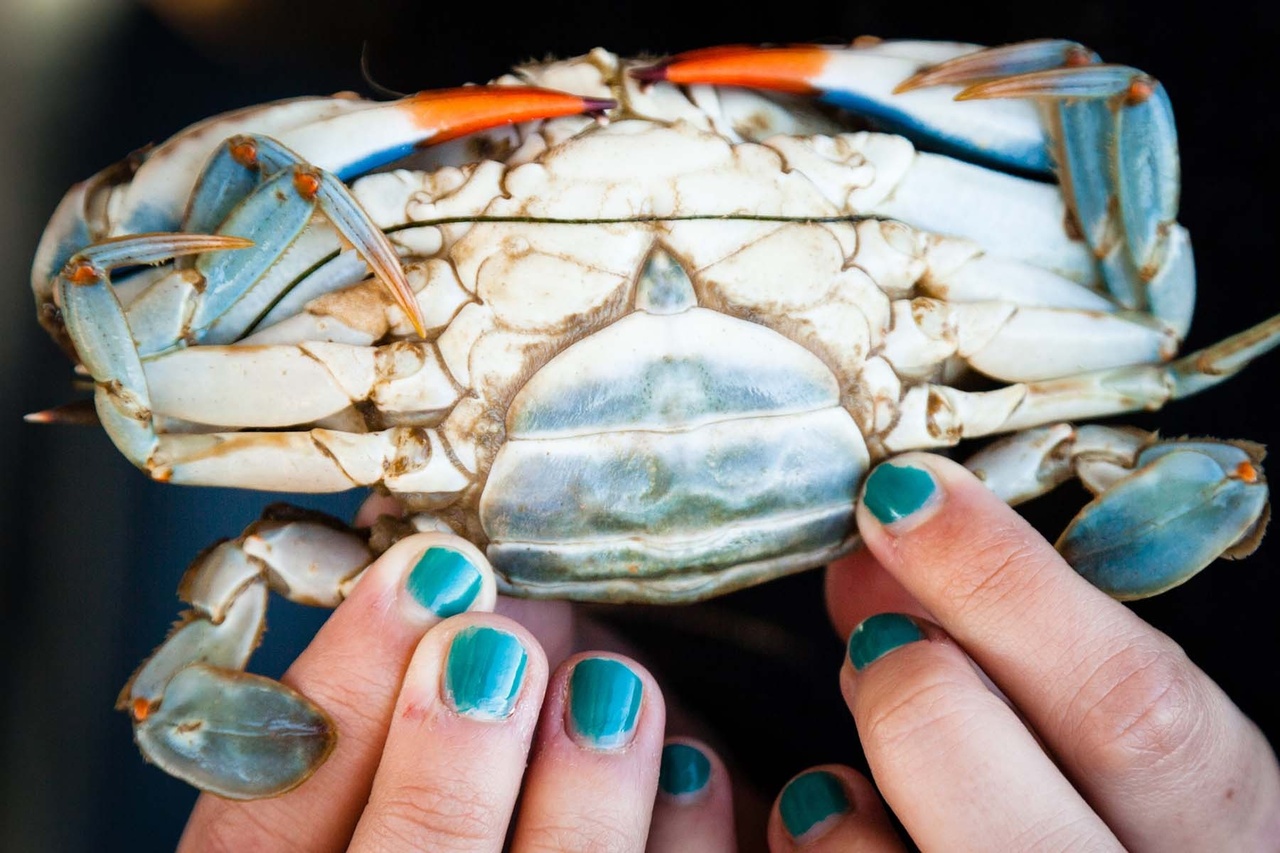 To Catch More Crabs, Catch Lost Crab Traps, Saltwater Science