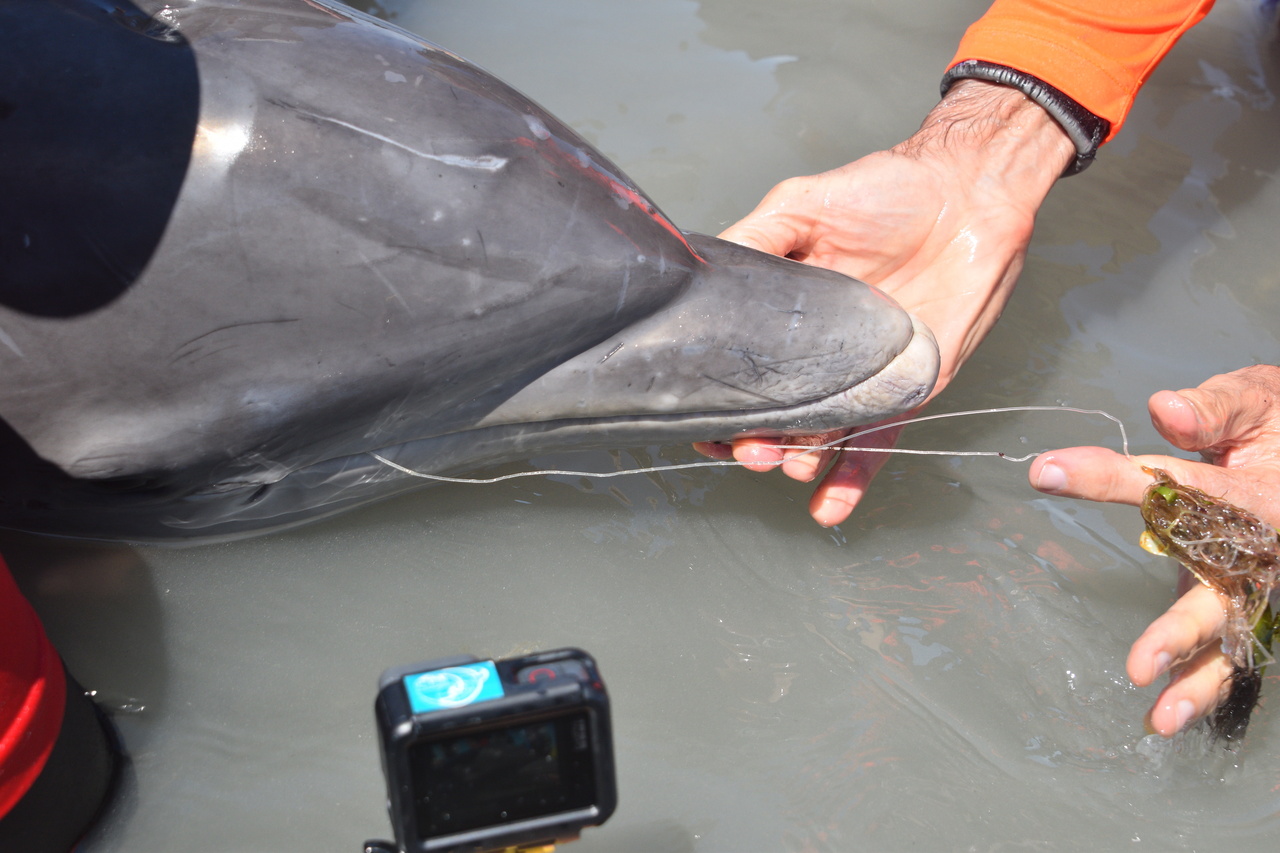 Rescue operation begins to remove netting from dolphin calf