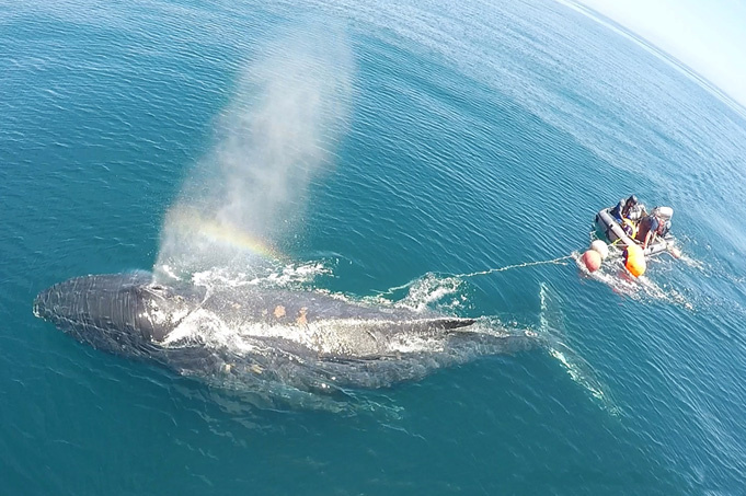 Image: New Online Training for Boaters who Encounter Entangled Whales