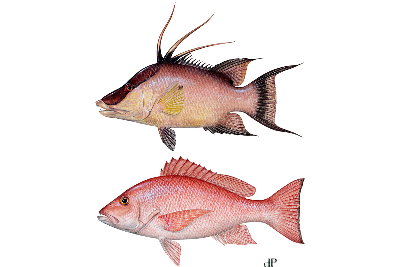 Mean (+ SE) catch rate per hook hour for all fishes and red snapper