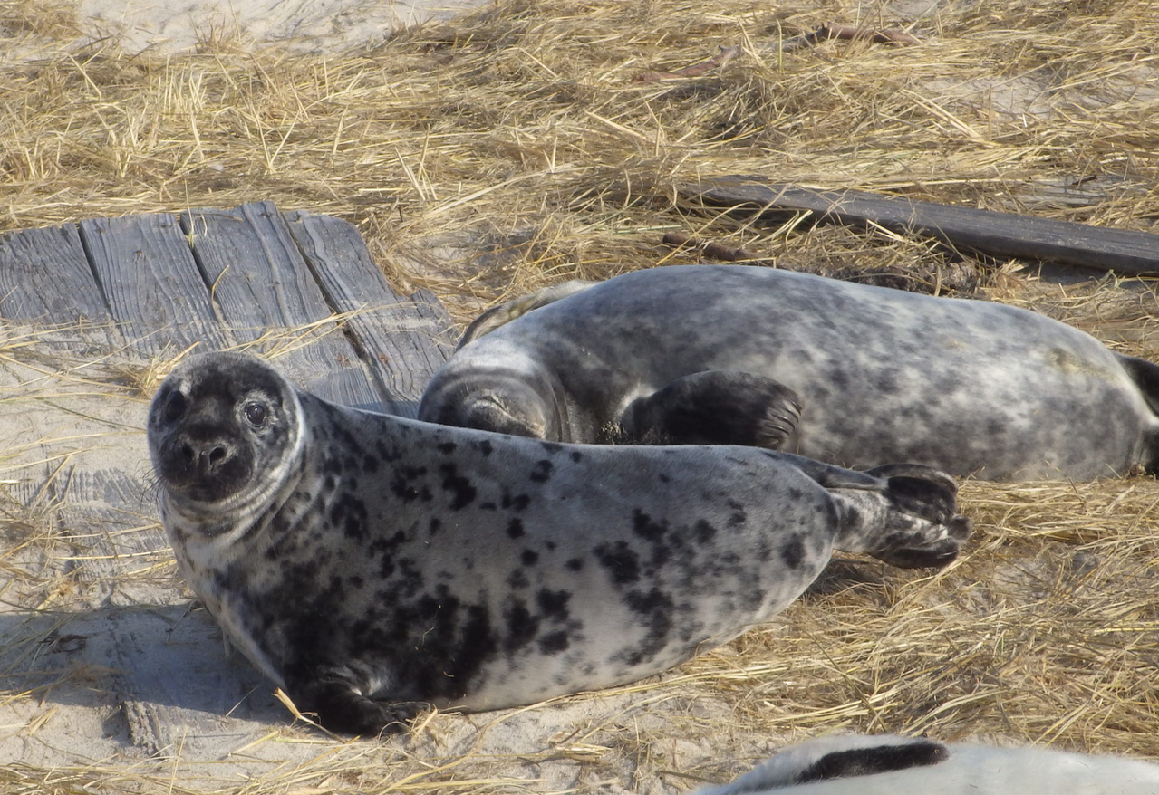Harbor Seal vs Grey Seal
