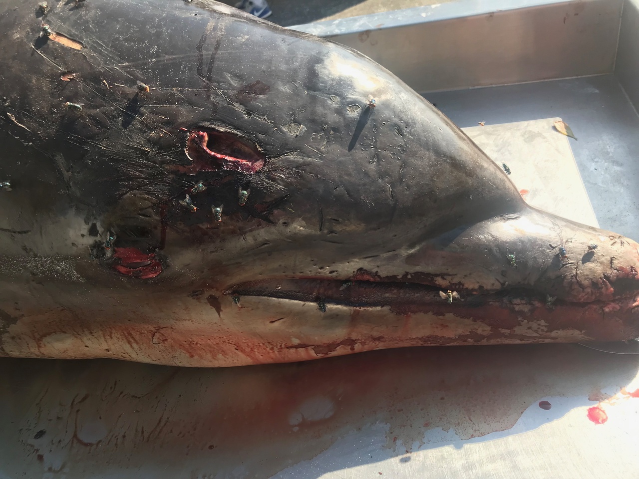 Image: NOAA Enforcement Seeks Tips About a Live Dolphin Impaled in Head 