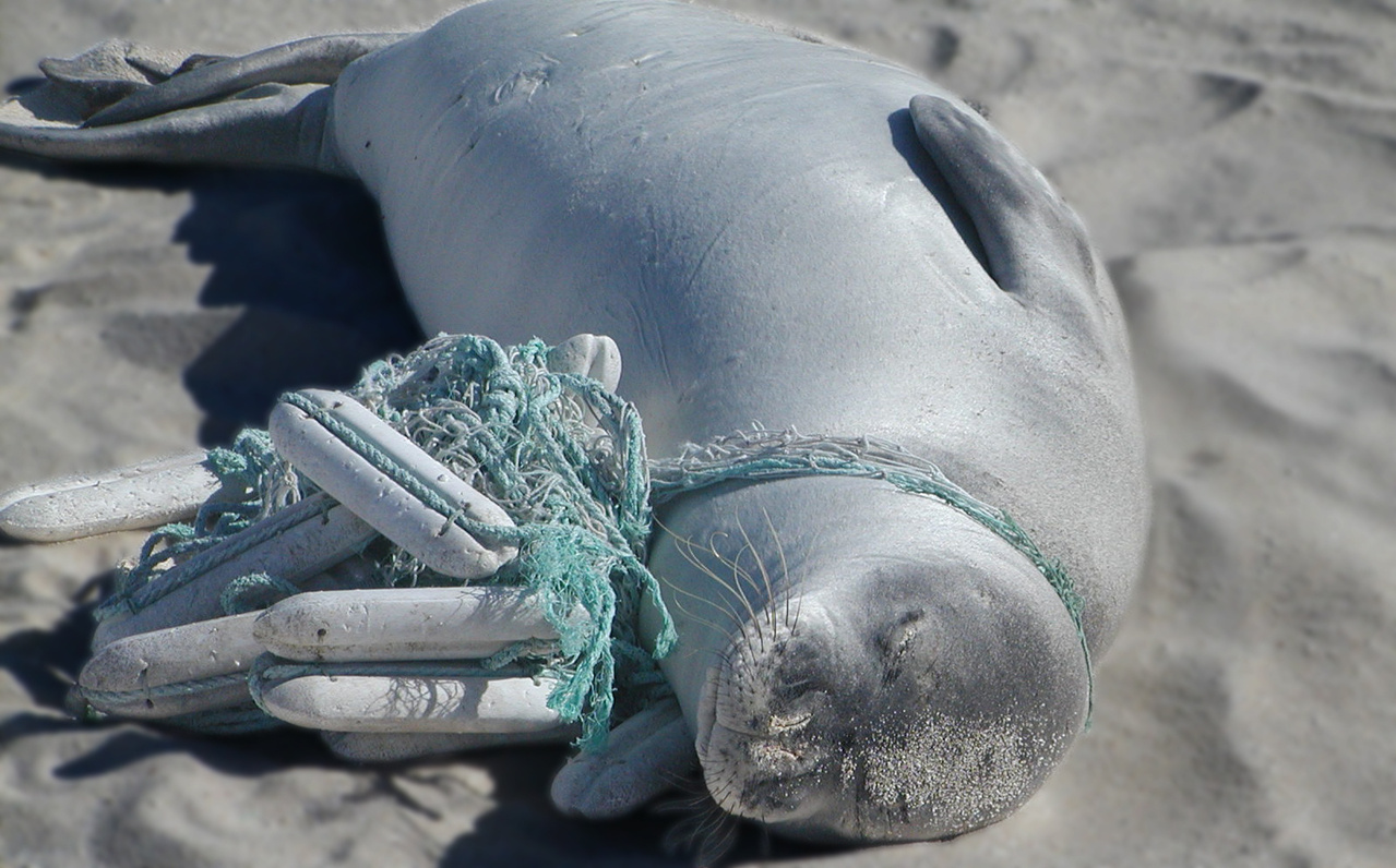 Whales, Dolphins, Sea Lions, Among Thousands Entangled and Killed