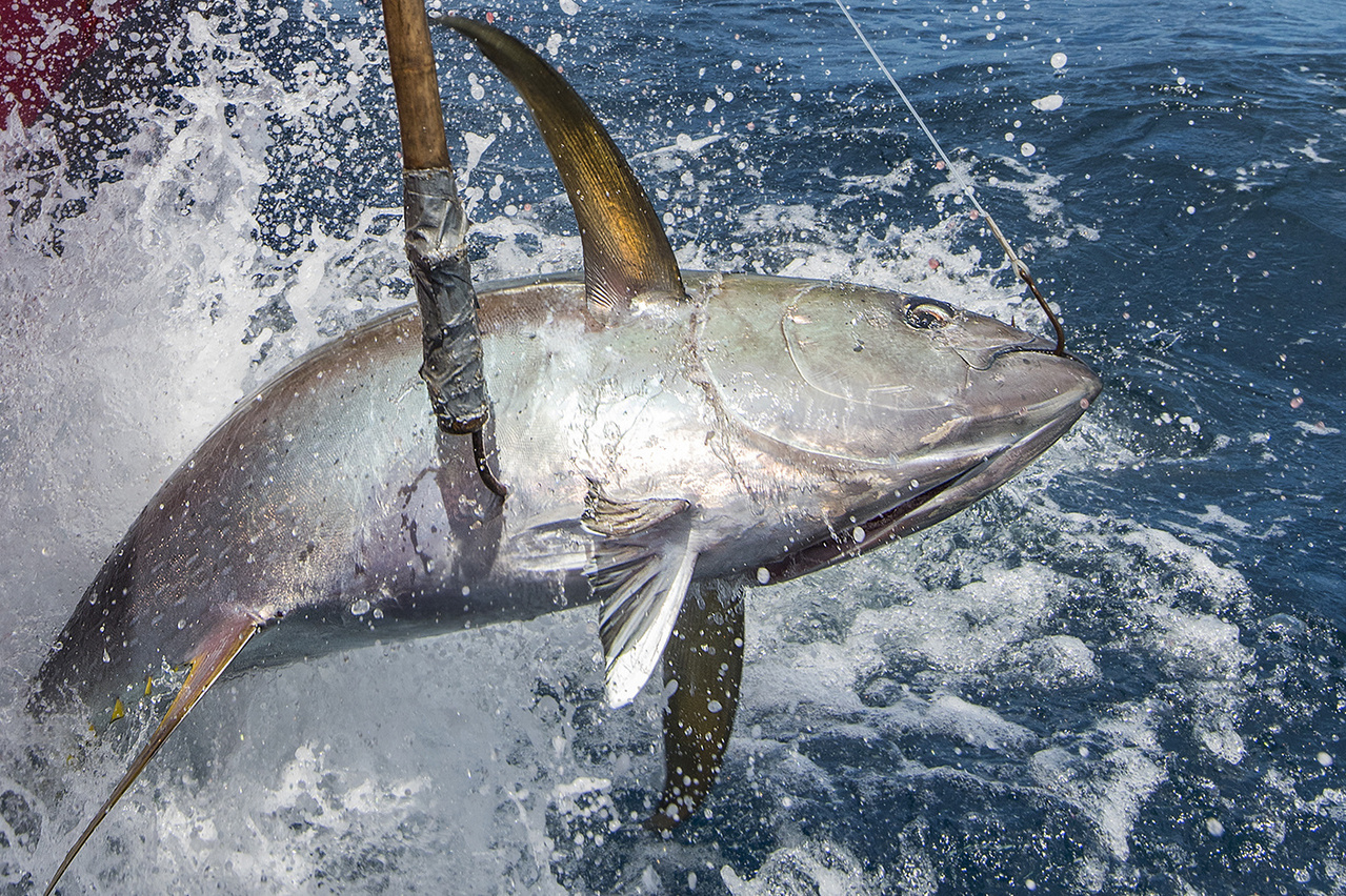 Submit a Quote: Gulf Pelagic Longliners Can Help Restore Fish Impacted by  Deepwater Horizon