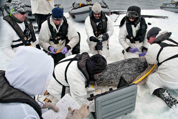 Image: Ice-associated Seal Ecology Research Survey - Post 3