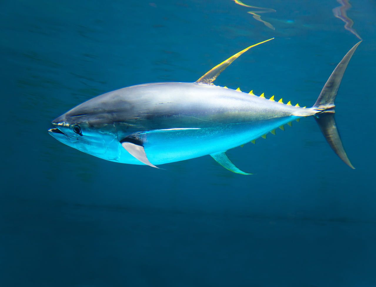 International Commission for the Conservation of Atlantic Tunas