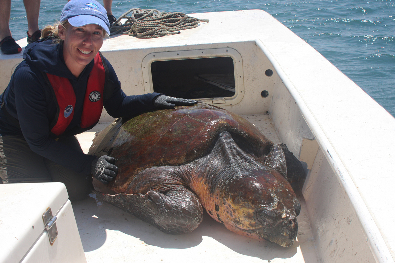 Underwater Robots Search for Sea Turtles | NOAA Fisheries