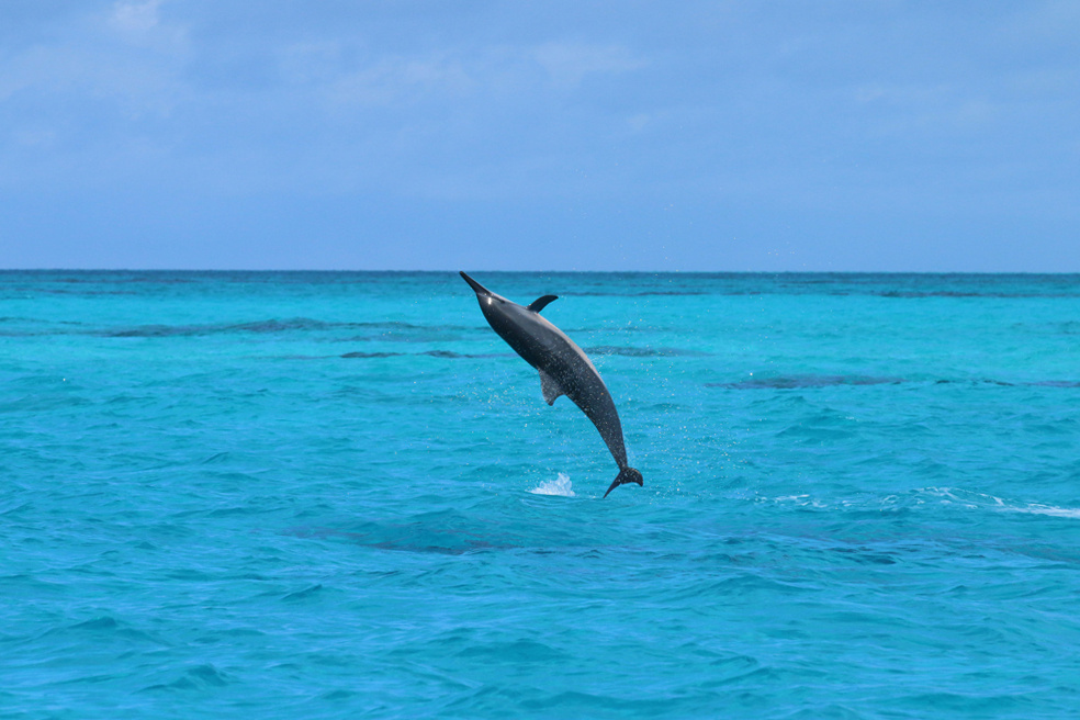 Image: Whale Science on the High Seas