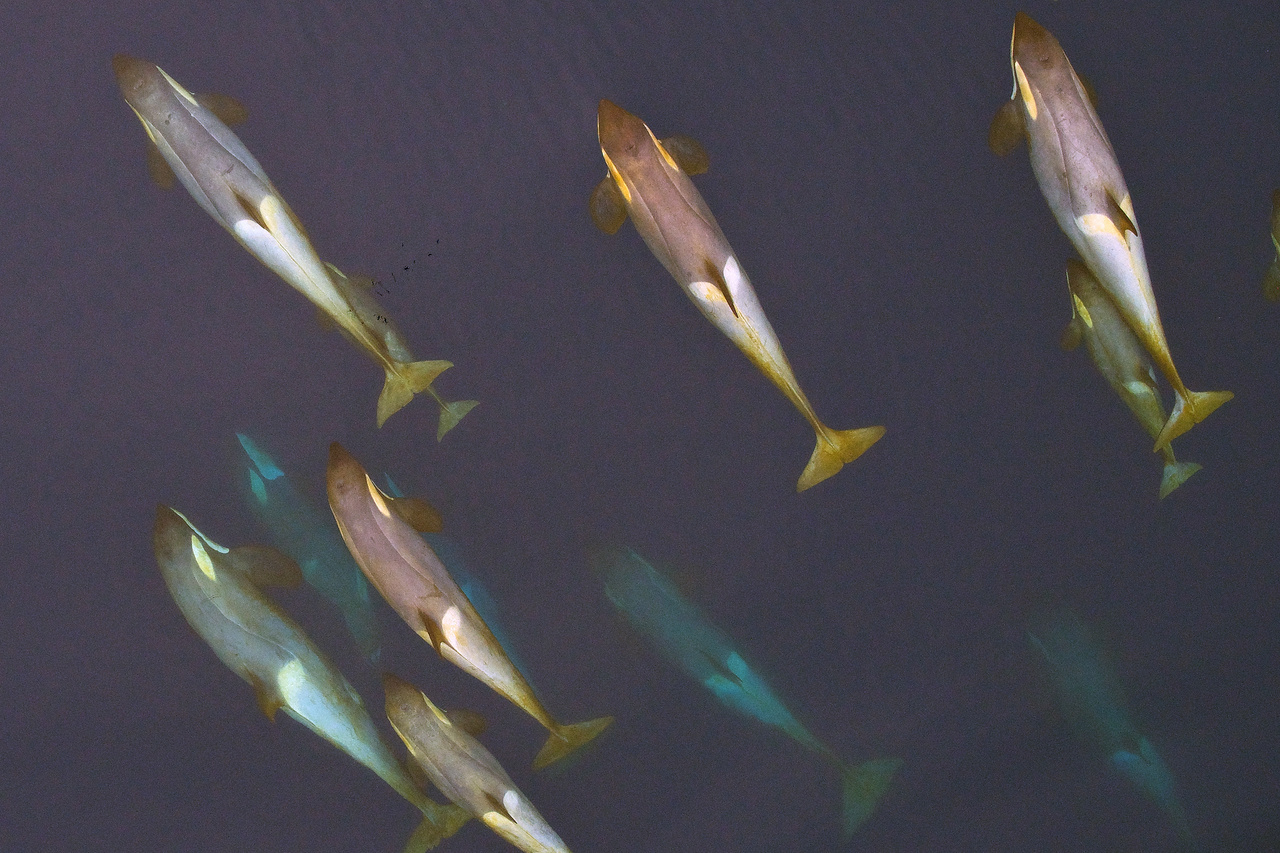 Image: Why Do Whales Migrate? They Return To The Tropics To Shed Their Skin, Scientists Say