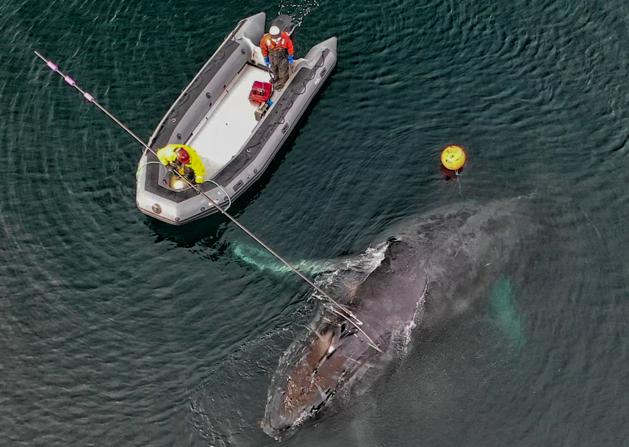 Fishing with an Underwater Drone in Alaska 