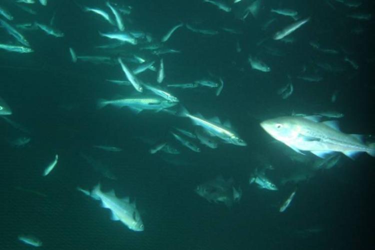 Underwater photo of Alaska pollock.