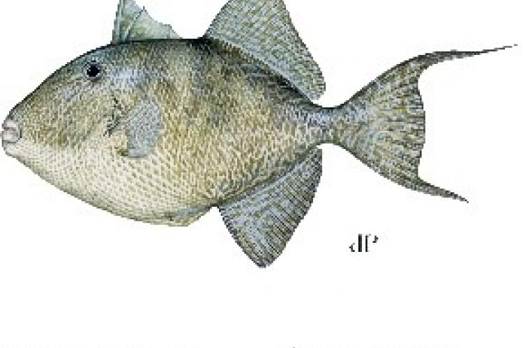 Final Rule Increases Gray Triggerfish Catch Limits in the Gulf of