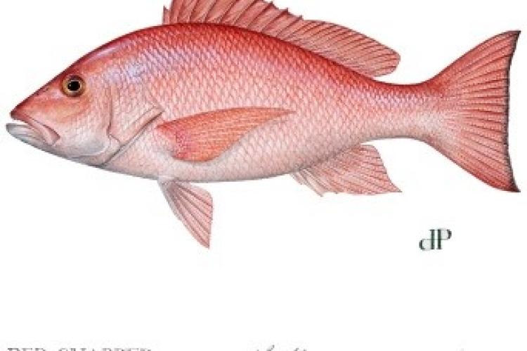 new red snapper season  Amelia Angler Outfitters