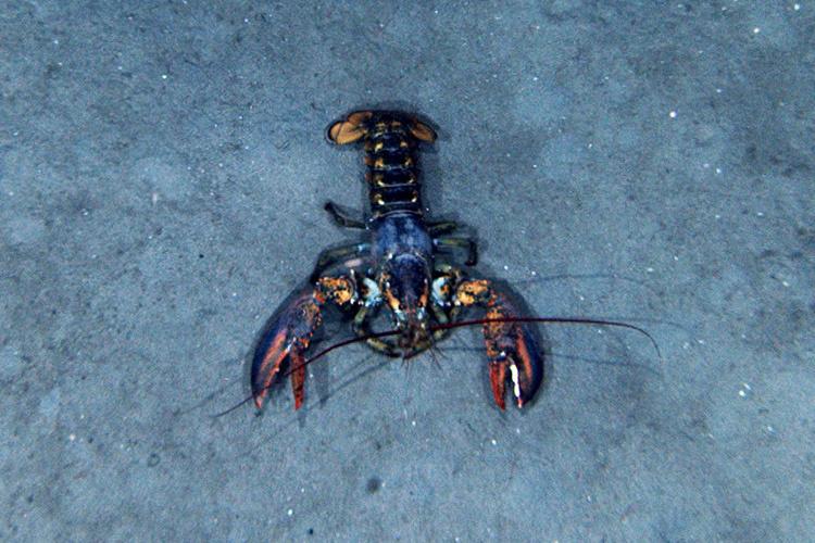 https://www.fisheries.noaa.gov/s3//styles/full_width/s3/dam-migration/750-500-american-lobster-noaa.jpg?itok=rTtOdPsj