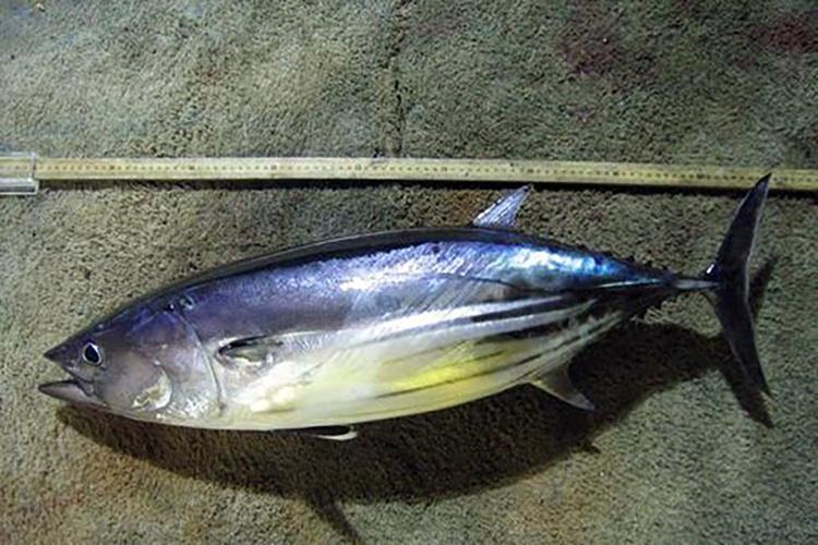 Skipjack Tuna - Delaware Fish Facts