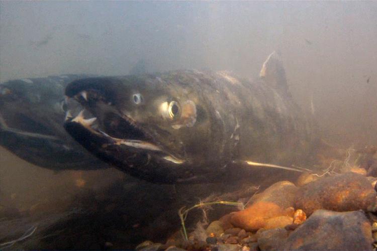 Chum Salmon  NOAA Fisheries