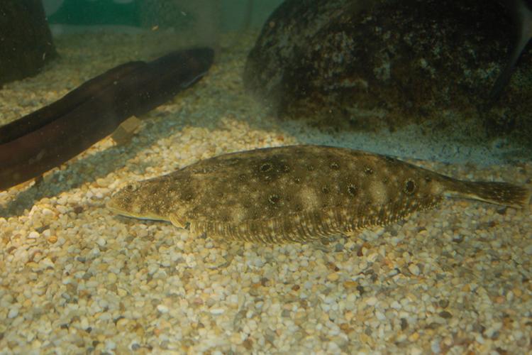 Did You Know Facts : Are Flat Fish Poisonous?