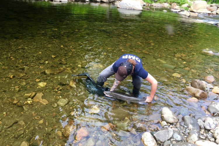 Liberty standing in stream releasing an adult Atlantic salmon.