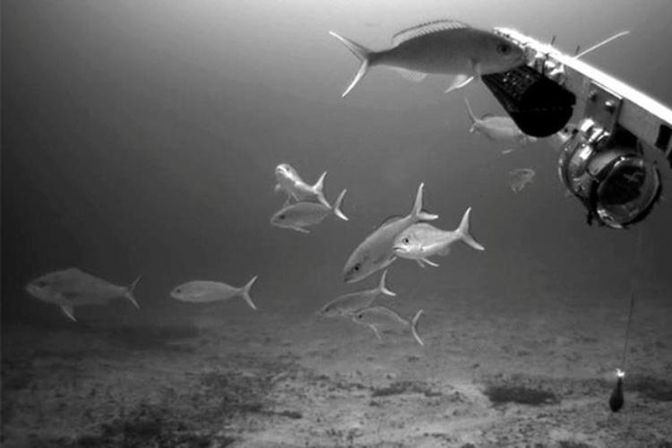 Main Hawaiian Islands Deep 7 Bottomfish