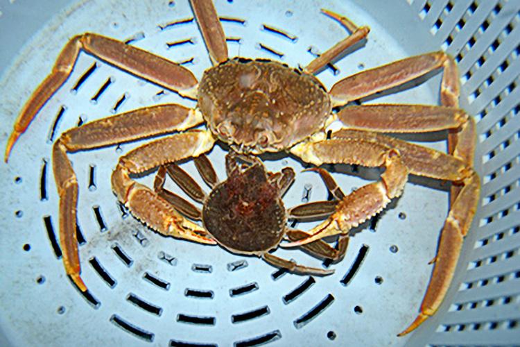 To Catch More Crabs, Catch Lost Crab Traps, Saltwater Science