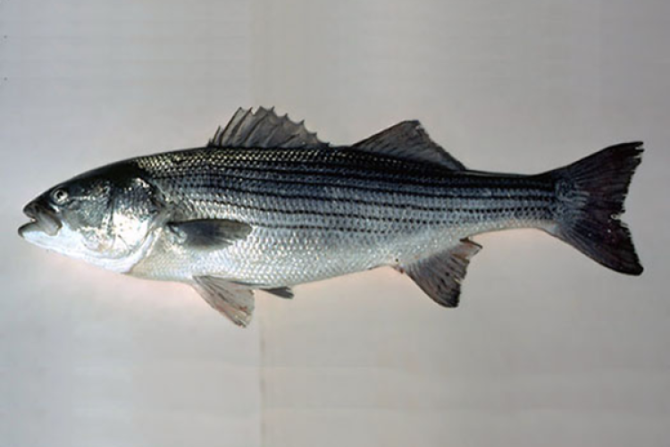 Striped Bass » Maine Saltwater Fishing » Fish Species Information