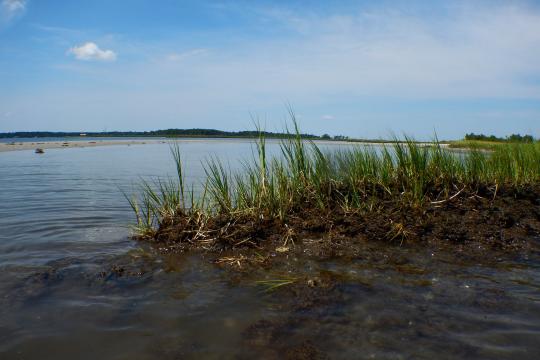 In the foreground, a clump of marsh grass; in the middle, a sandbar; in the background, a wide river.