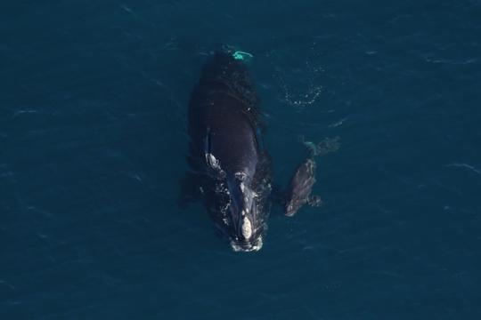 Atlantic Large Whale Take Reduction Plan Guides for Gillnet Fishermen