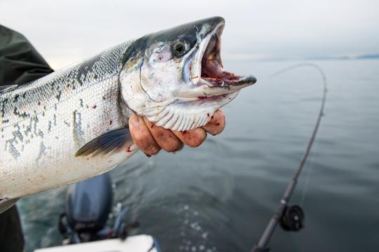 Fisherman holding a coho salmon with its mouth open.