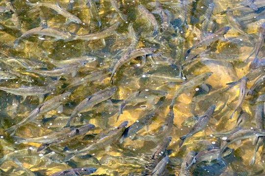 River herring migrating up a Cape Cod stream (Photo: Danielle Weissman/NOAA)