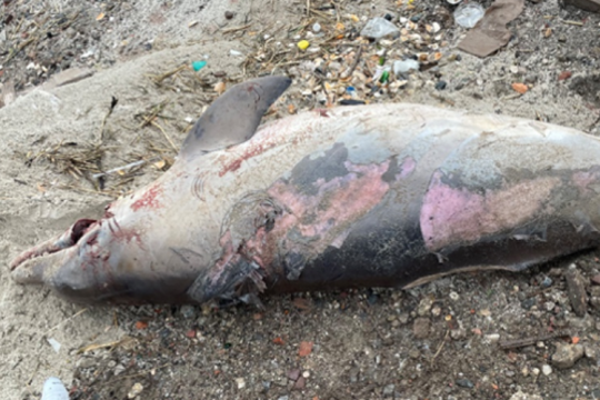 Dead bottlenose dolphin on the beach.