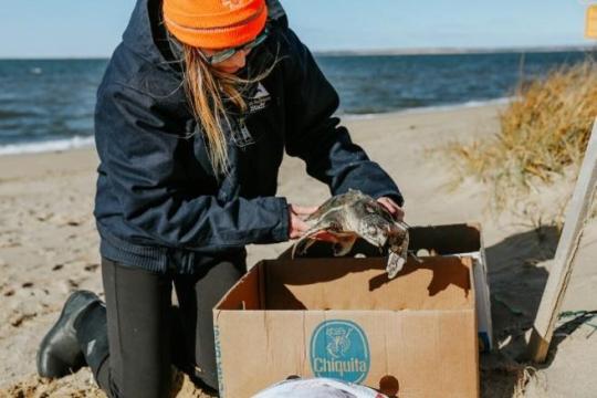 A responder rescues a cold-stunned sea turtle from a Cape Cod beach.