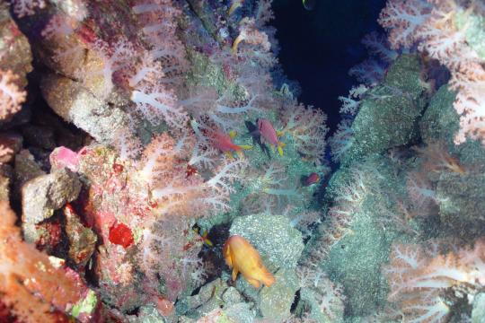 Various colored fish swim amongst corals at Mariana Trench. 