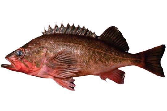 Northern rockfish profile 