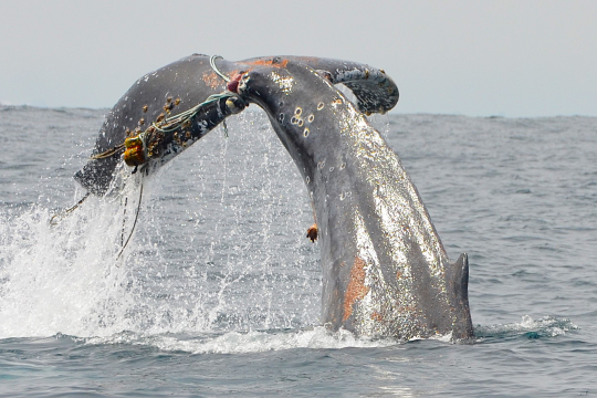 humpback whale tail and flukes bound with cables and floats