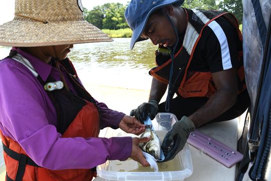 A woman measures a fish as a man holds the fish on a ruler over a tub of water. Both people are on a boat and are wearing life jackets and hats with large brims.