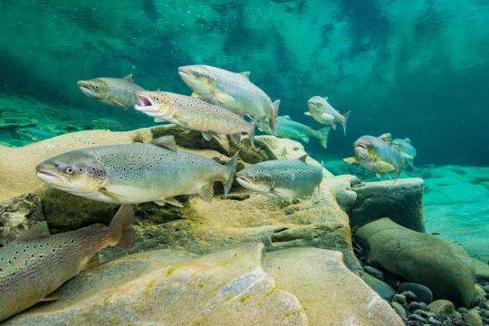 A school of Atlantic salmon swimming.