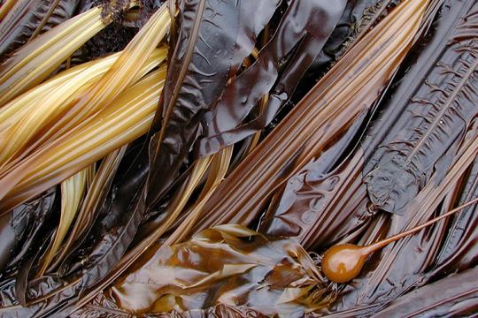 View of brown seaweed.