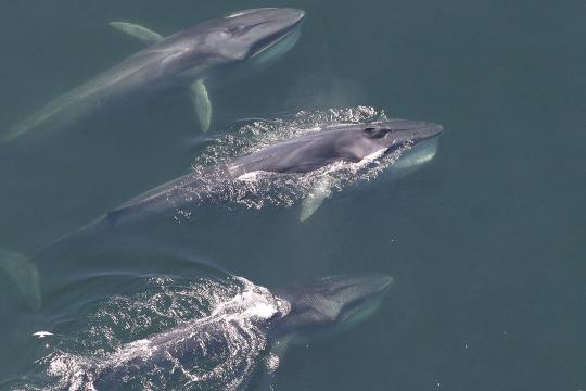 finback image for 2020 whale week