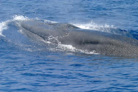 Surfacing Rice's whale.