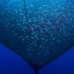 1280x800-netpen-aquaculture-shutterstock.jpg 1280x800-netpen-aquaculture-shutterstock.jpg