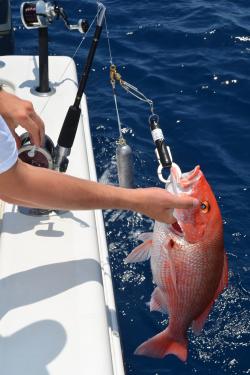 Engaging Anglers to Improve Catch and Release Practices and Restore Reef  Fish in the Gulf
