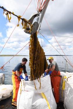 Two people on a boat hauling in a line of farmed kelp and harvesting it into a bag.