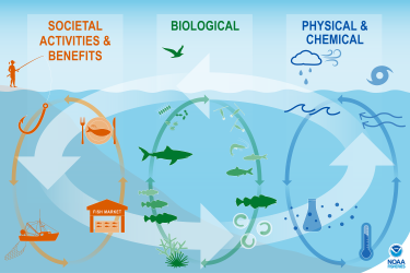 Recreational Harvest & Effort  National Marine Ecosystem Status