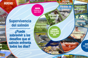 salmon survival board game