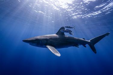 New Rule Focuses on Improving Survival of Hooked Oceanic Whitetip Sharks